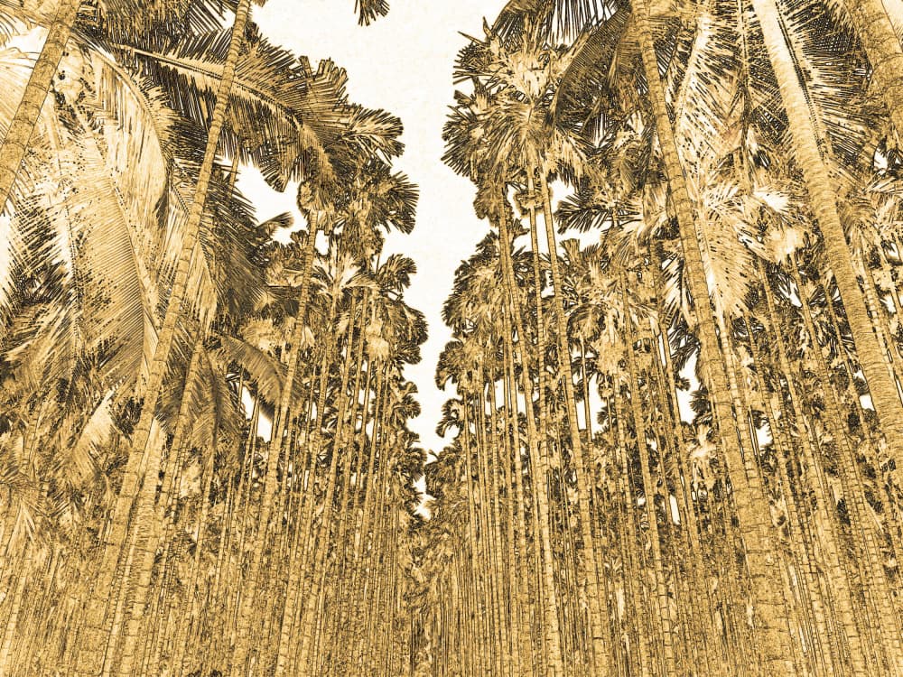 Tropical Palm Sketch by Santhosh ch — canvas wall art