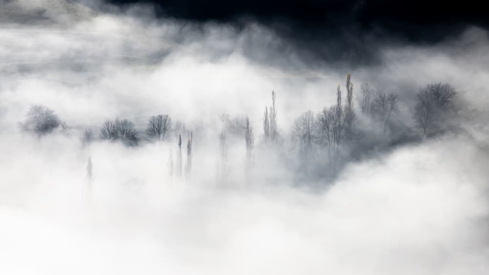Trees in Dense Fog by Barré Thierry — canvas wall art
