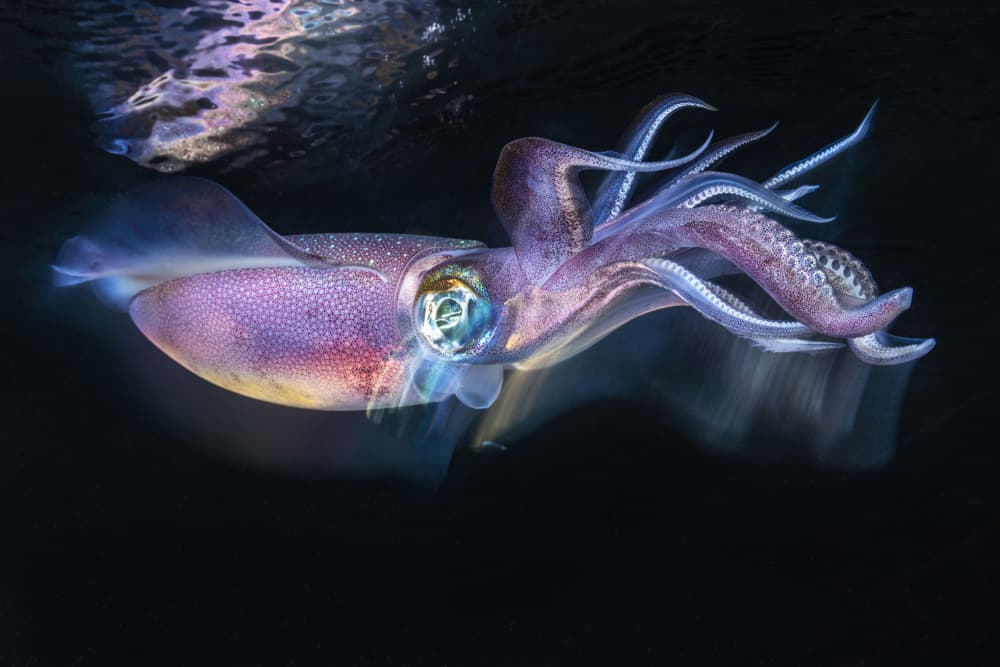 Ethereal Glowing Squid by Barathieu Gabriel — canvas wall art