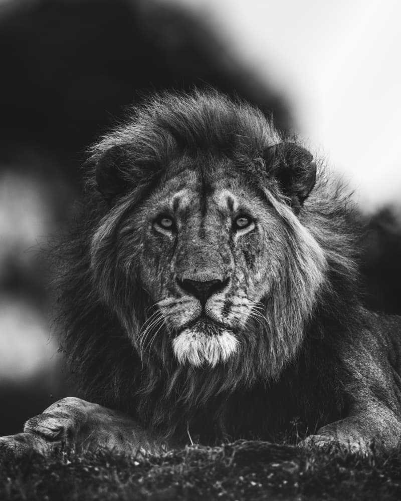 Majestic Lion Portrait by Ahmed Sobhi — canvas wall art