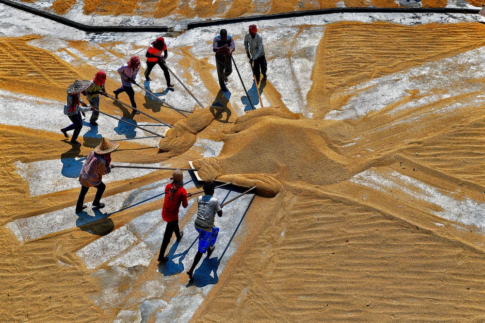 Sun Drying Rice Harvest by Shaibal Nandi — canvas wall art