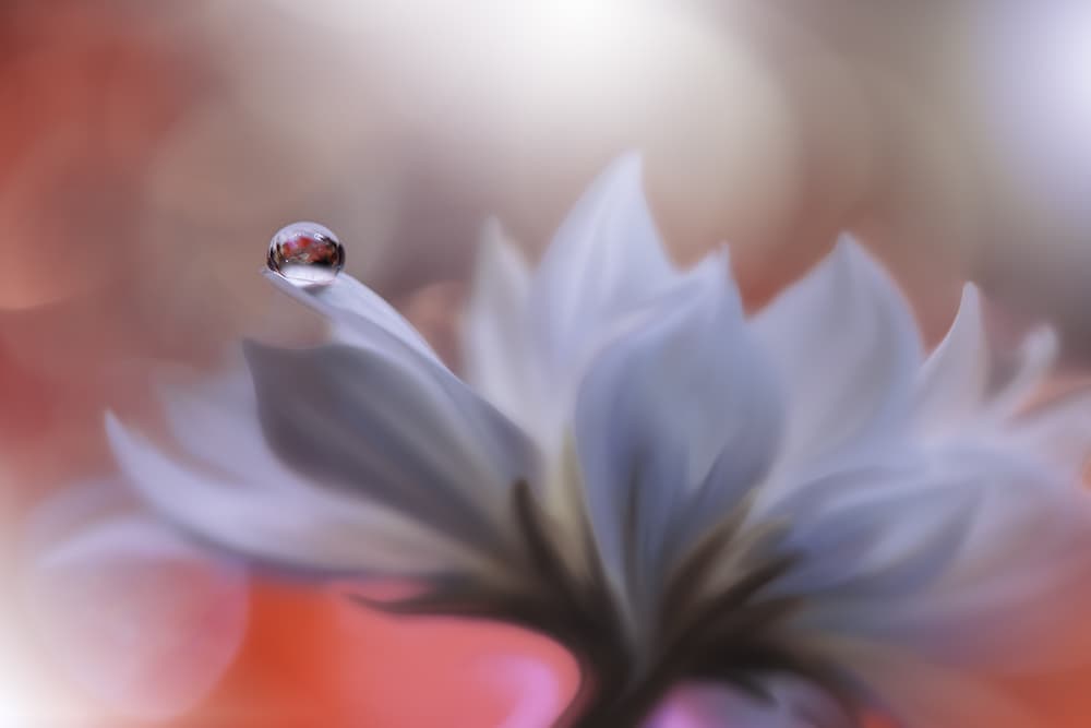 Delicate Dew Drop by Juliana Nan — canvas wall art