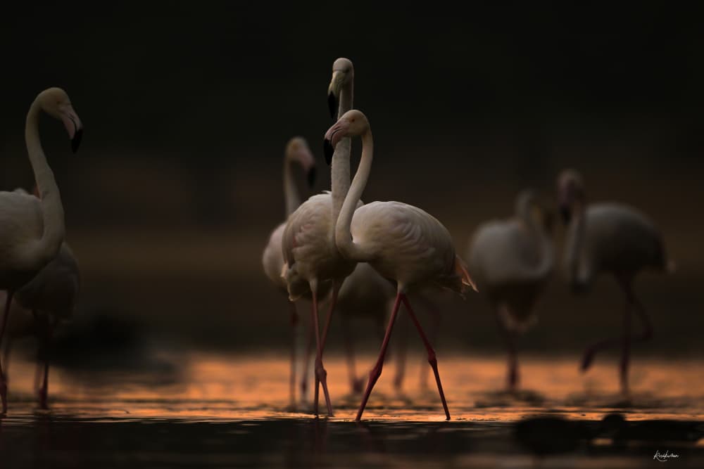 Flamingos at Sunset by Roshkumar — canvas wall art
