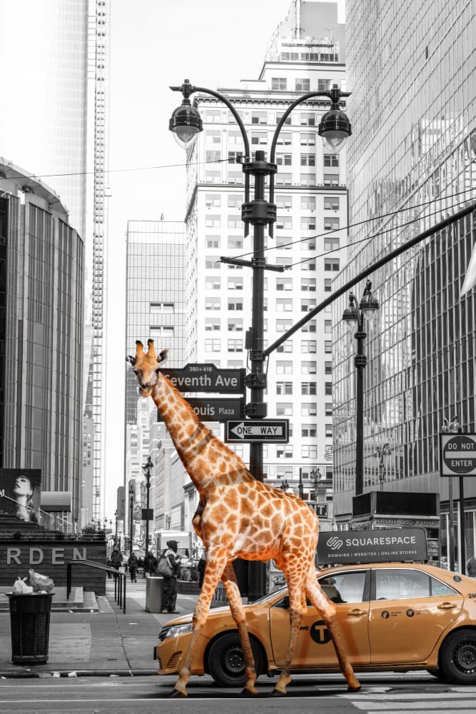 Giraffe City Taxi Ride by Fadil Roze — canvas wall art