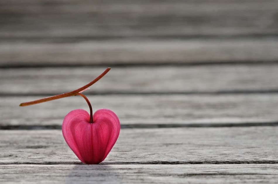 Bleeding Heart On Wood by Lotte Grønkjær — canvas wall art