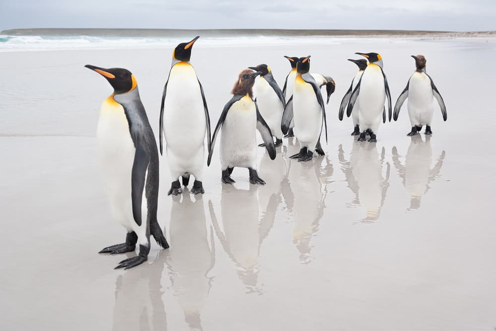 King Penguins on Beach by Joan Gil Raga — canvas wall art