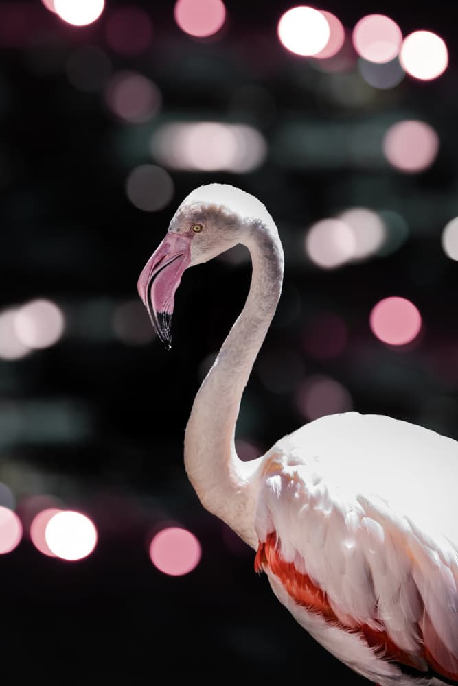Flamingo Elegance by Shot by Clint — canvas wall art