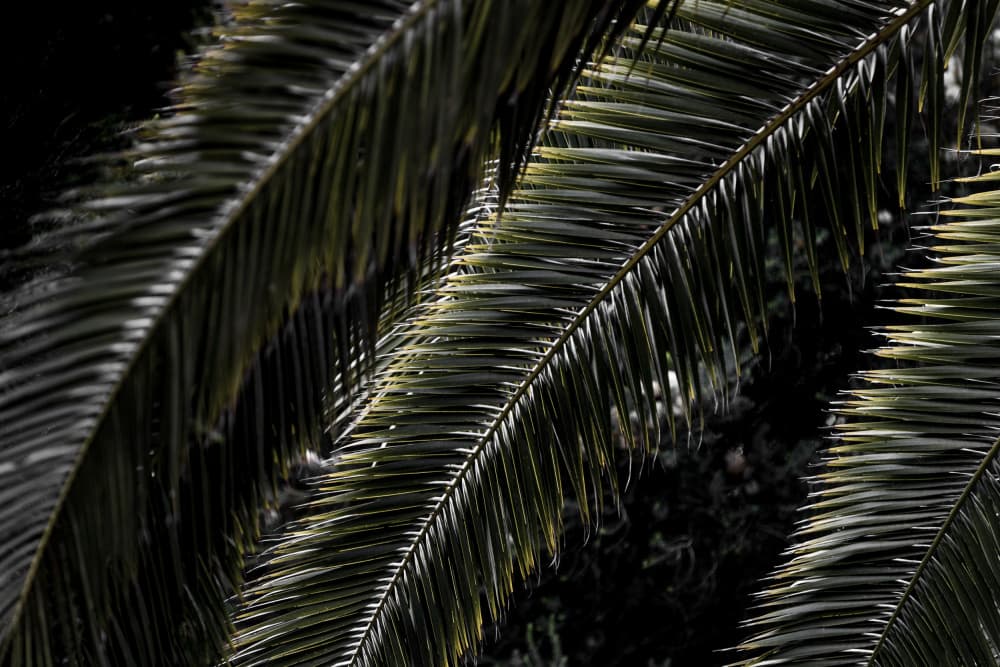 Lush Palm Fronds by Mareike Böhmer — canvas wall art