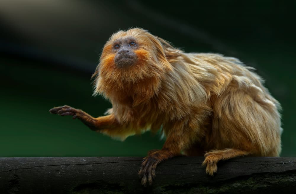 Curious Golden Tamarin by Juan I. Cuadrado — canvas wall art