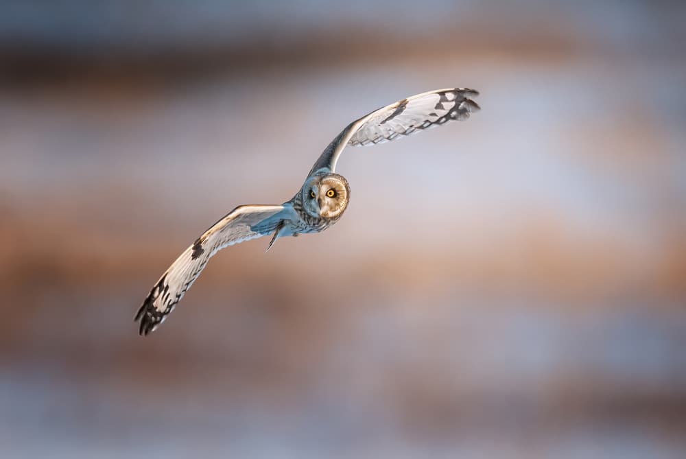 Owl's Golden Hour Flight by Tao Huang — canvas wall art