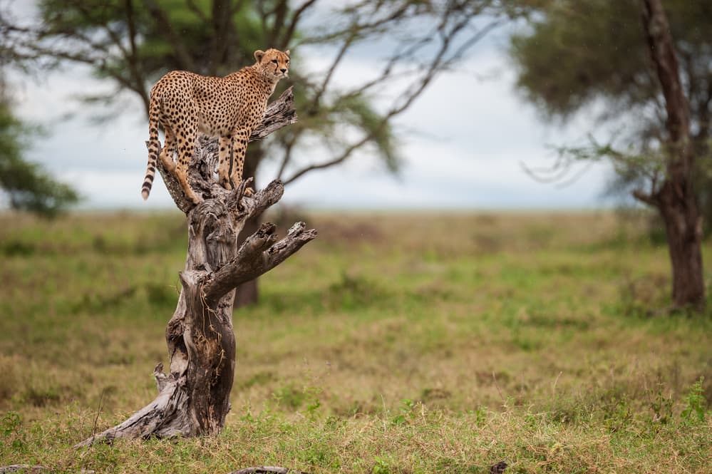 Majestic Cheetah Perch by Massimo Felici — canvas wall art