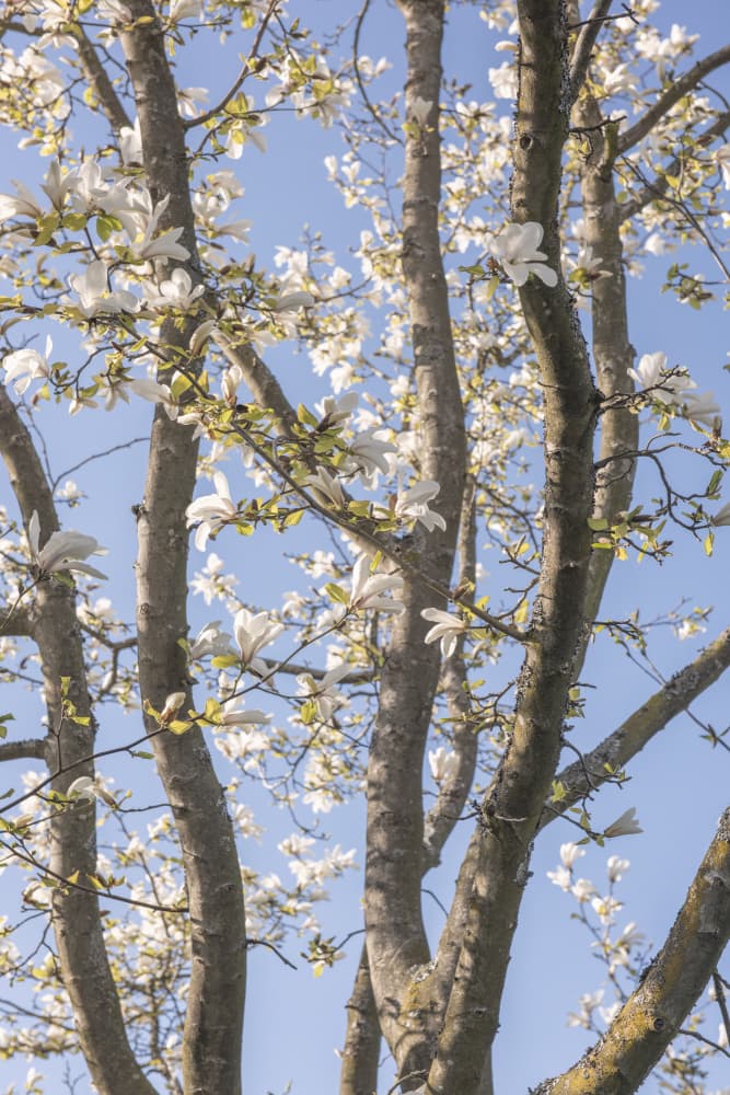 Spring Magnolia Blooms by Lynann Colligan — canvas wall art