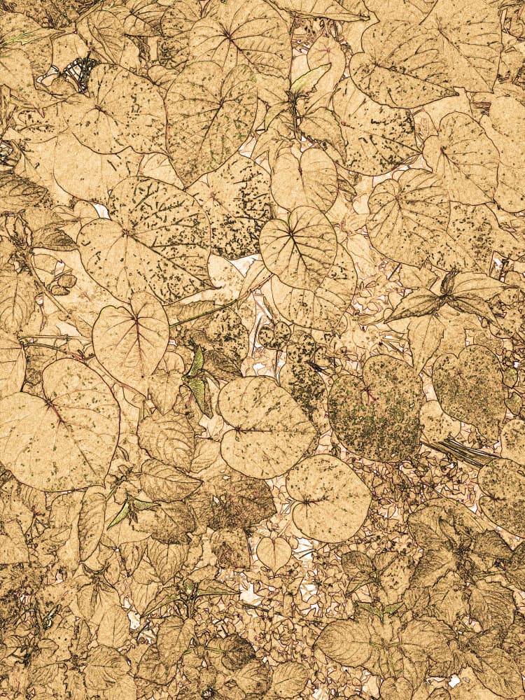 Botanical Heart Pattern by Santhosh ch — canvas wall art