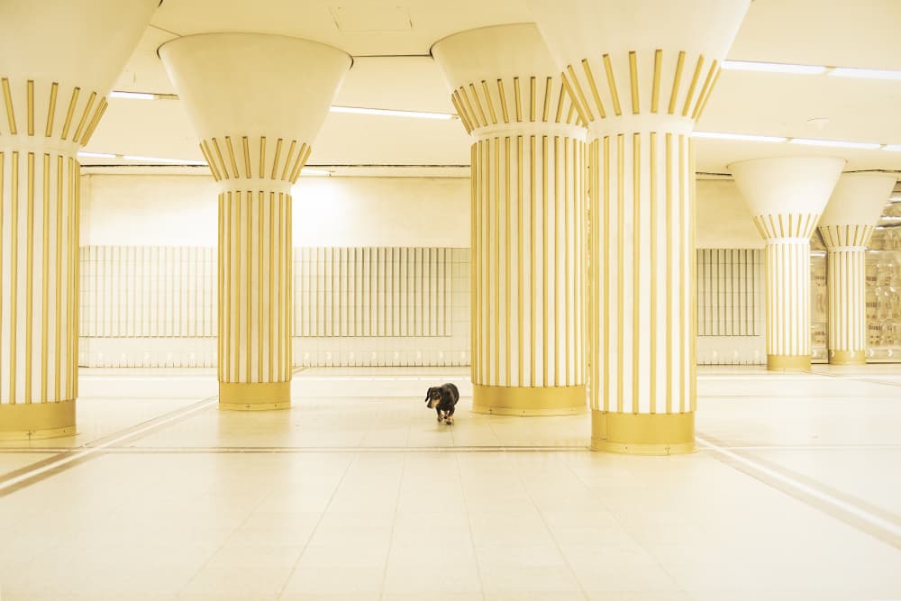 Solitary Dog Grand Hall by Heike Willers — canvas wall art