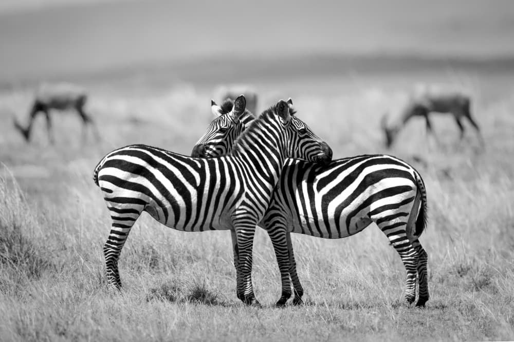 Monochrome Zebra Duo by Roshkumar — canvas wall art