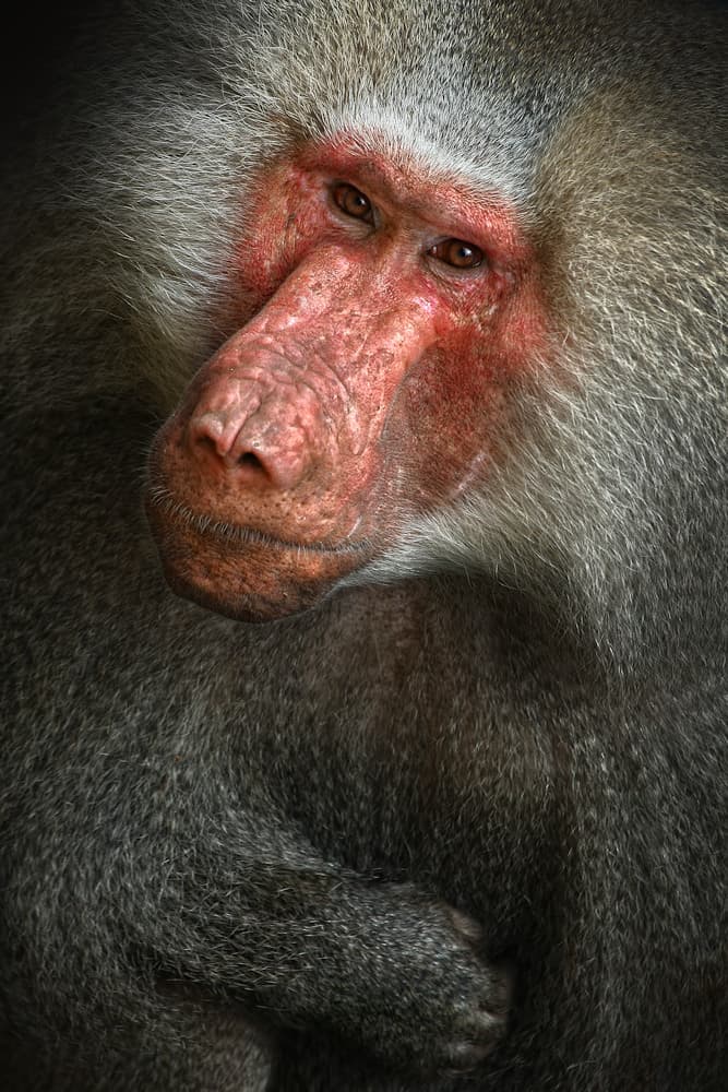 Baboon by Jimmy Hoffman — canvas wall art