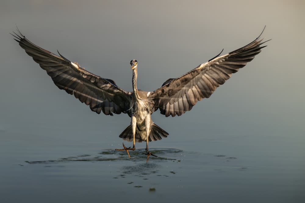 Heron Graceful Landing by Mallal Moshe — canvas wall art