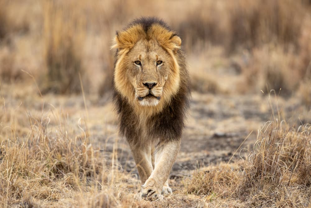 Majestic Lion Stride by Jaco Marx — canvas wall art