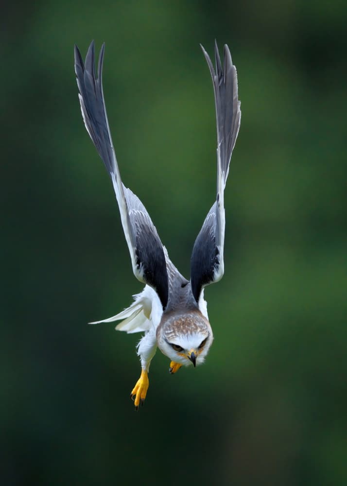 White Kite Diving by Gavin Lam — canvas wall art