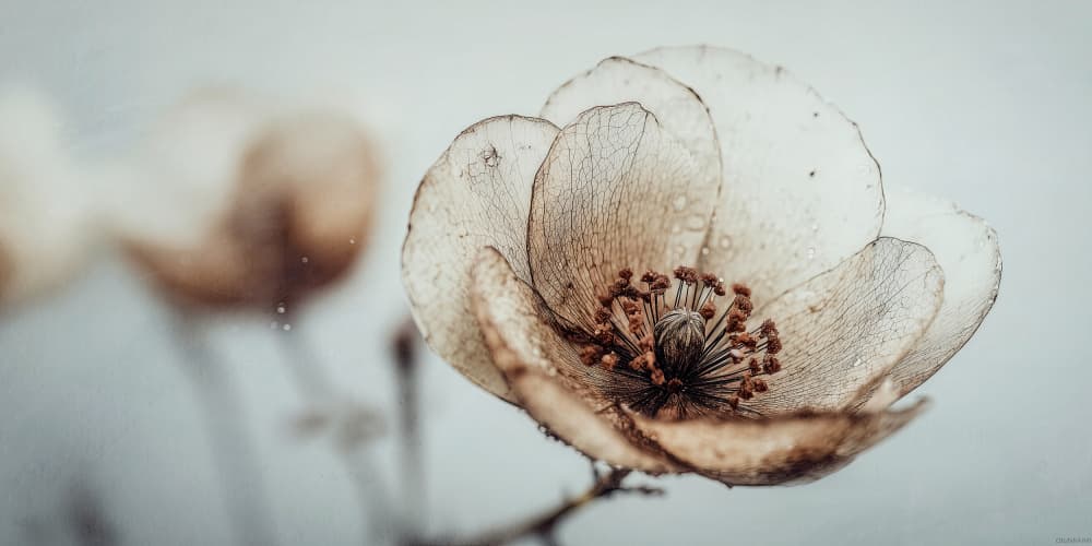 Bloommemoryno05 by Treechild — canvas wall art