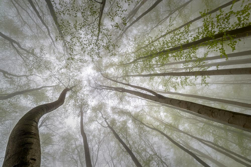Misty Forest Canopy by Tom Pavlasek — canvas wall art