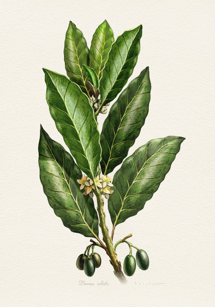 Botanical Leaves and Fruit by Juan Hernaz — canvas wall art