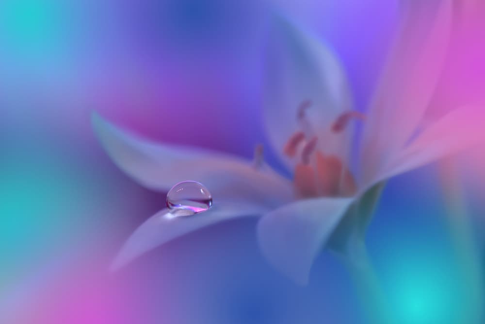 Ethereal Flower Droplet by Juliana Nan — canvas wall art
