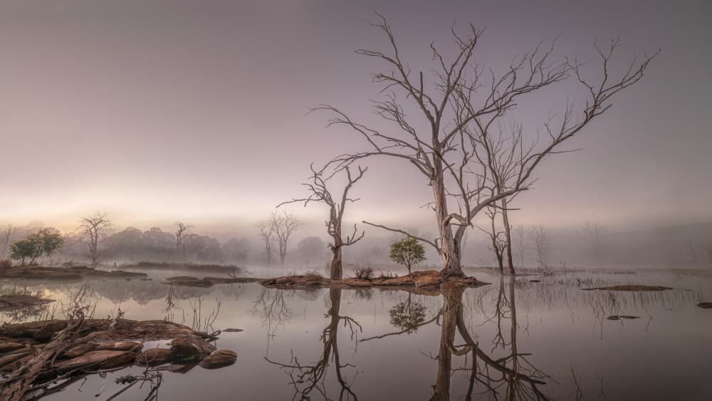Misty Lake Trees by Emanuel Papamanolis — canvas wall art