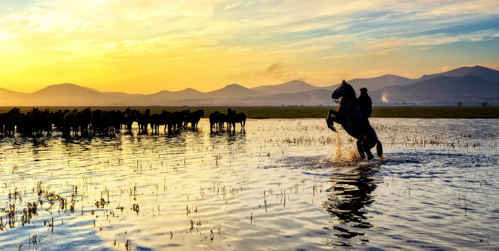 Wild Horses at Golden Hour by Merthan Kortan — canvas wall art