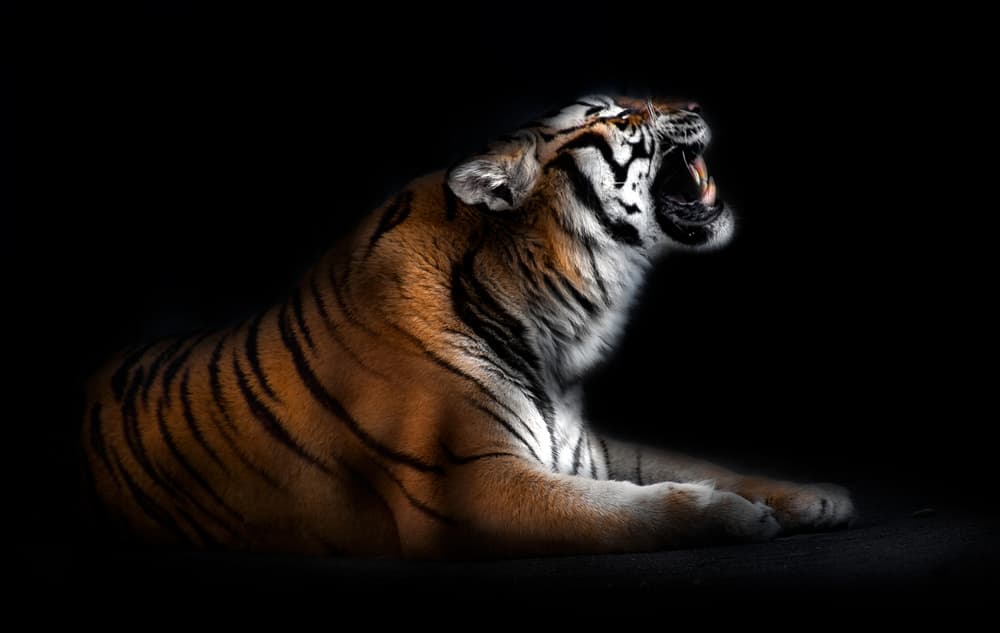 Fierce Tiger Roar by Santiago Pascual Buye — canvas wall art