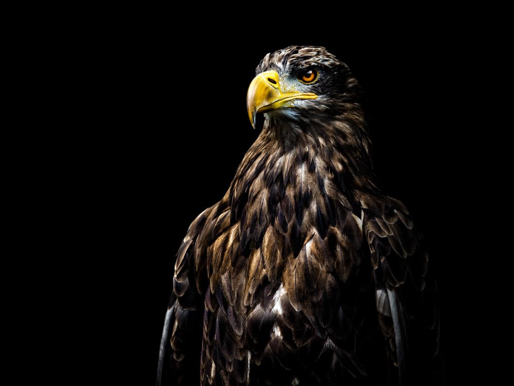 Majestic Eagle Portrait by Christian Lechtenfeld — canvas wall art
