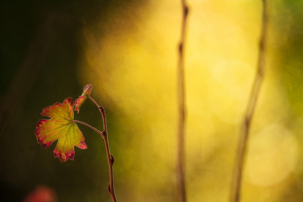 Delicate Autumn Leaf by Xiang yang Cui — canvas wall art