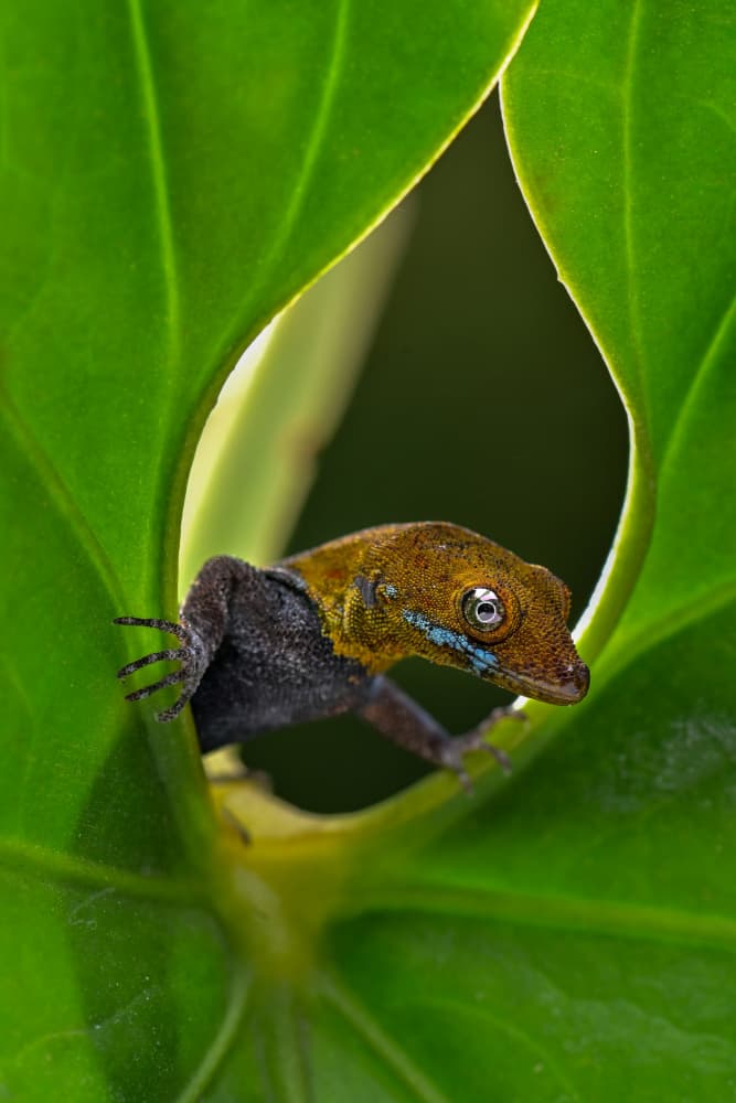 Curious Lizard Peeking by Ajar Setiadi — canvas wall art