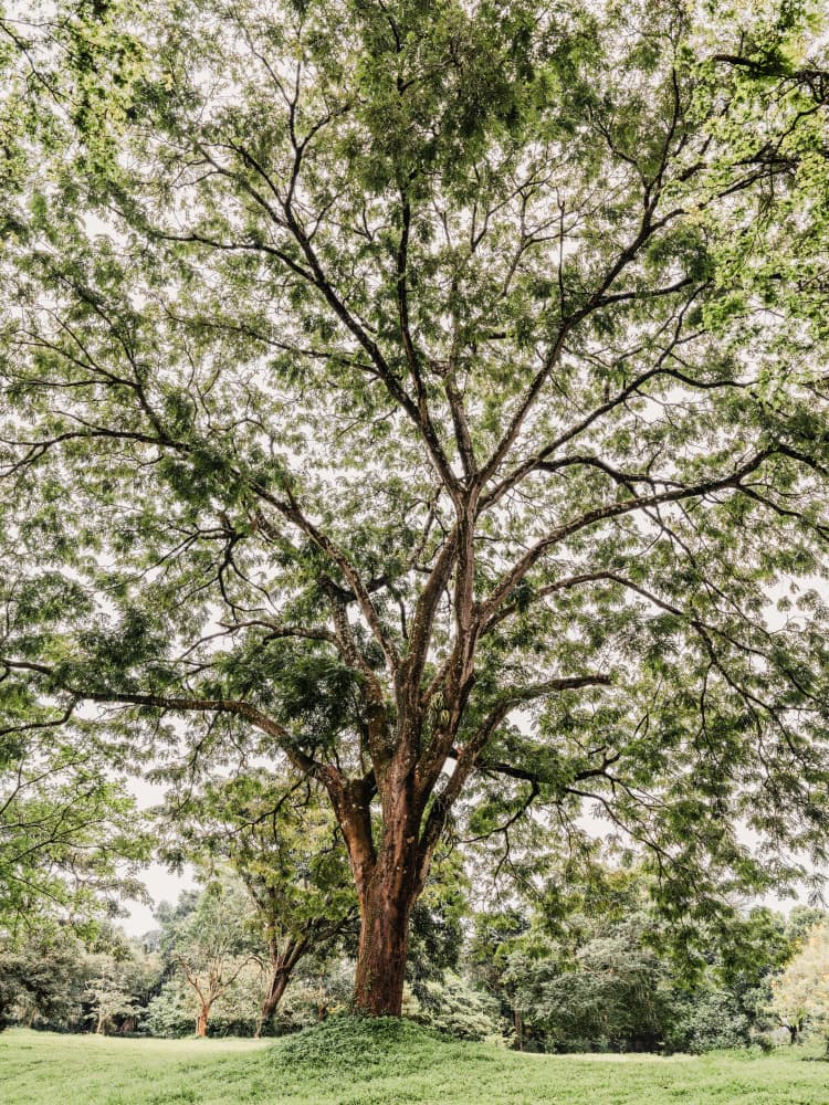Majestic Green Canopy by Photolovers — canvas wall art