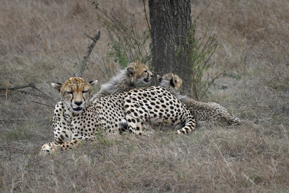 Cheetah Mother and Cubs by Itzik Rabinovitz — canvas wall art