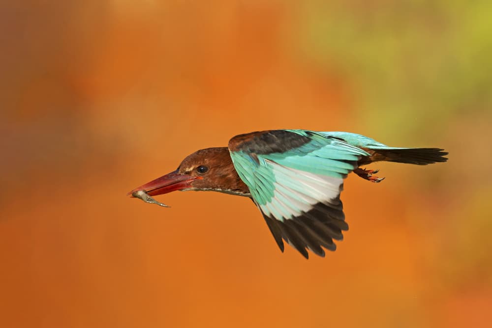 Kingfisher Flies With Fish by Shlomo Waldmann — canvas wall art