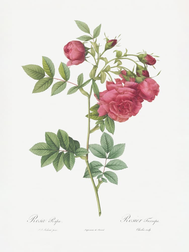 Turnip Roses, Les Roses (1817–1824) by Pierre-Joseph Redoute — canvas wall art