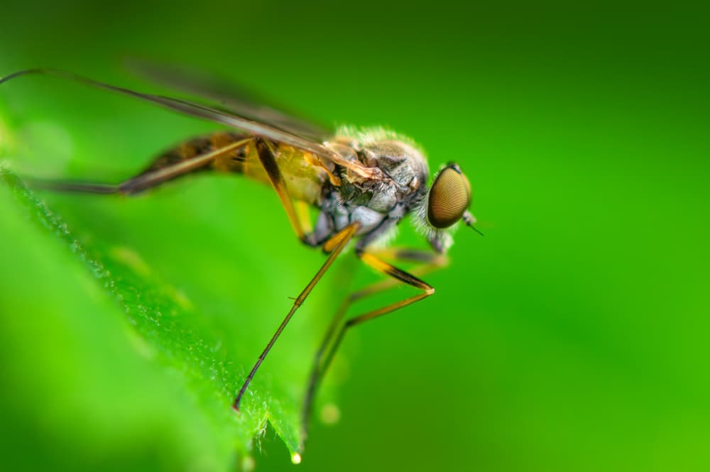 Delicate Fly on Green by Benny Pettersson — canvas wall art