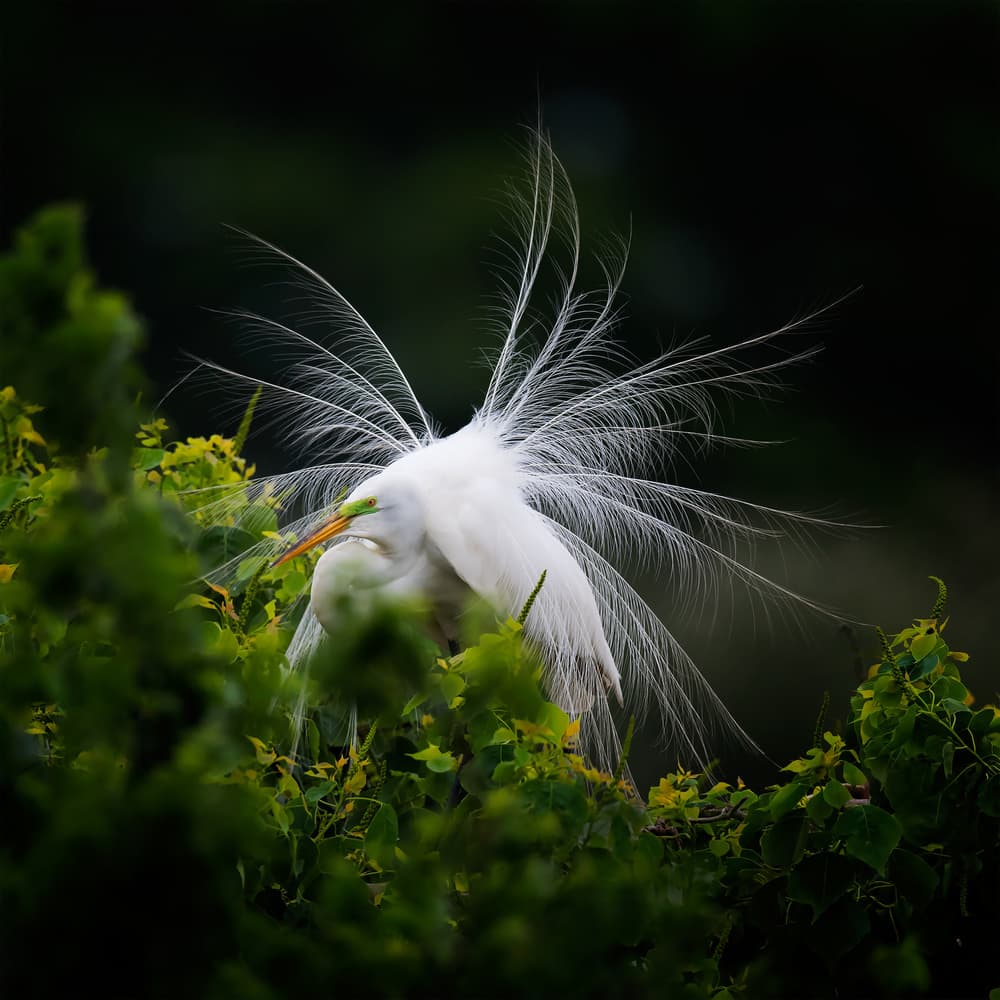 Elegant Egret Display by David H Yang — canvas wall art