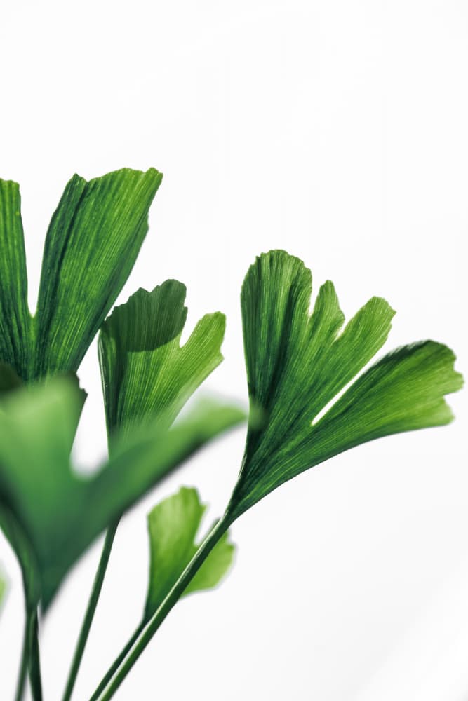 Ginko 4 by Mareike Böhmer — canvas wall art