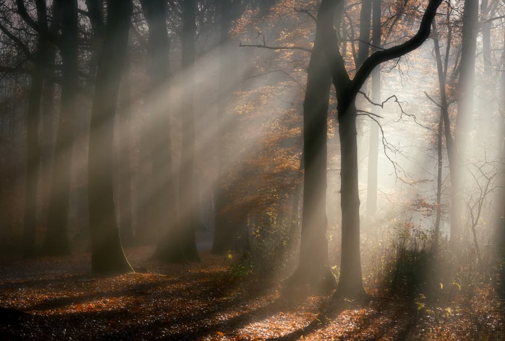 Misty Autumn Forest Light by Liliane Lathouwers — canvas wall art