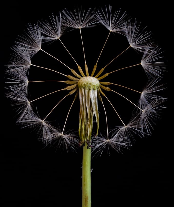 Delicate Dandelion Seeds by Art Lionse — canvas wall art
