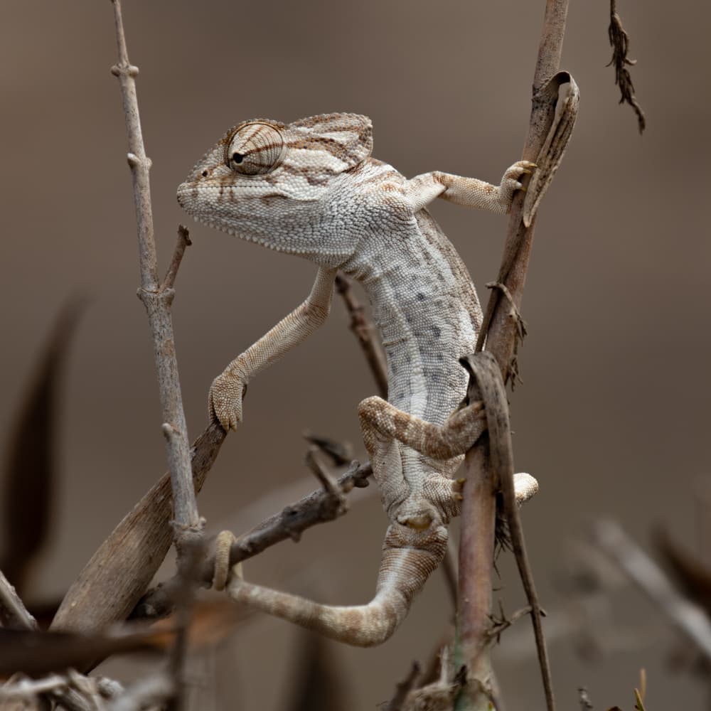 Curious Desert Chameleon by Anne Ponsen — canvas wall art
