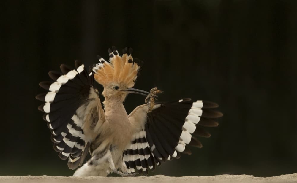 Magnificent Hoopoe Bird by Giulio Zanni — canvas wall art