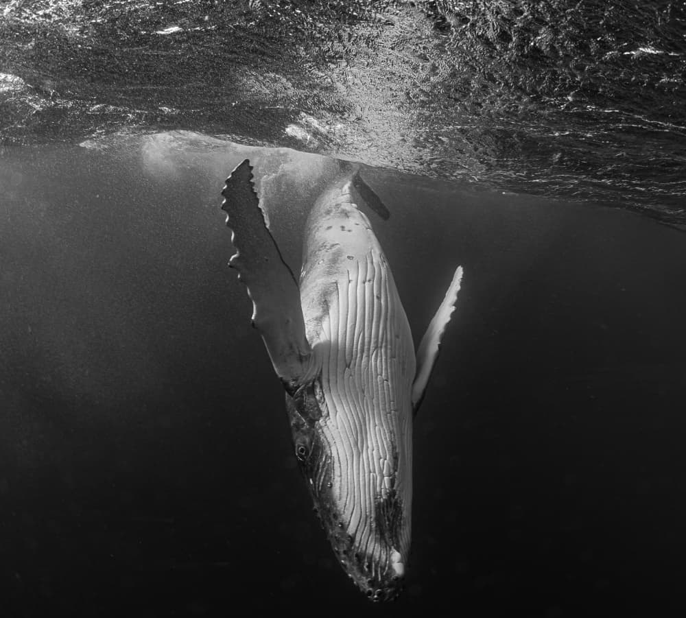 Majestic Humpback Whale by KIMIO KOBAYASHI — canvas wall art