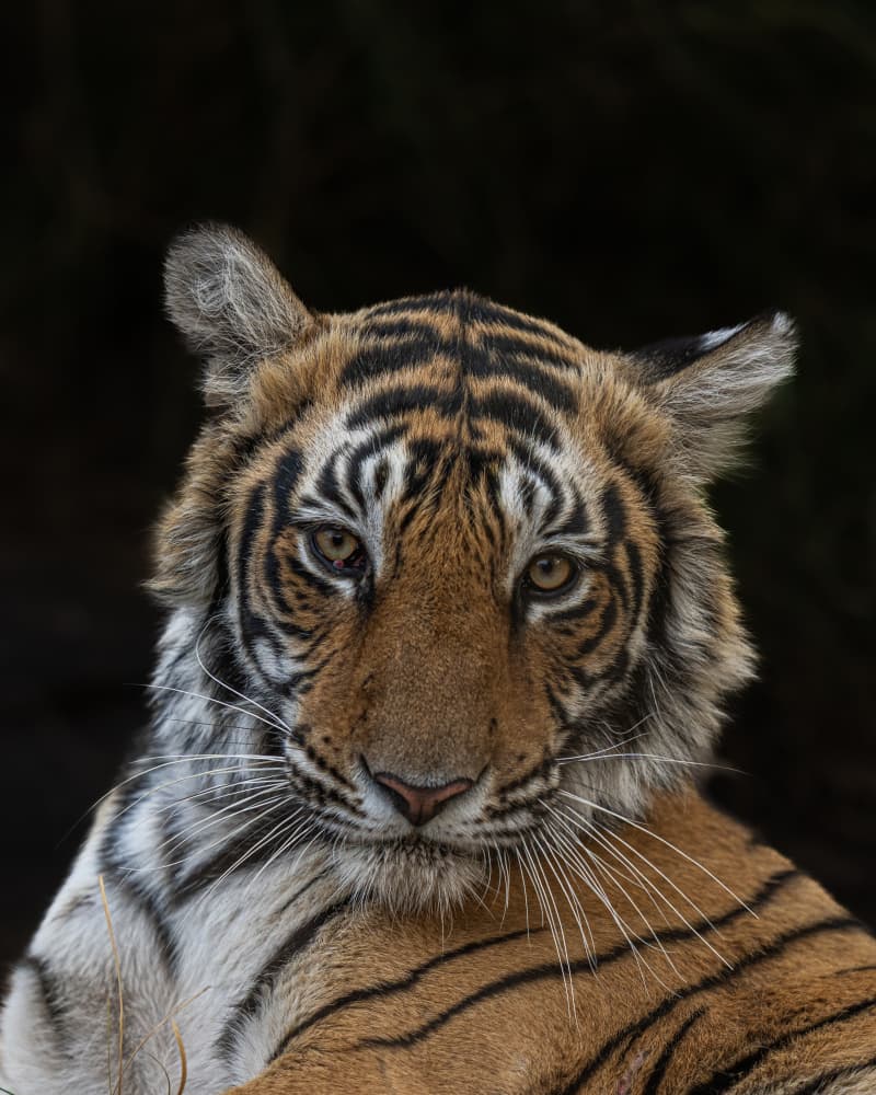 Intense Tiger Cub Gaze by Yogesh Bhatia — canvas wall art