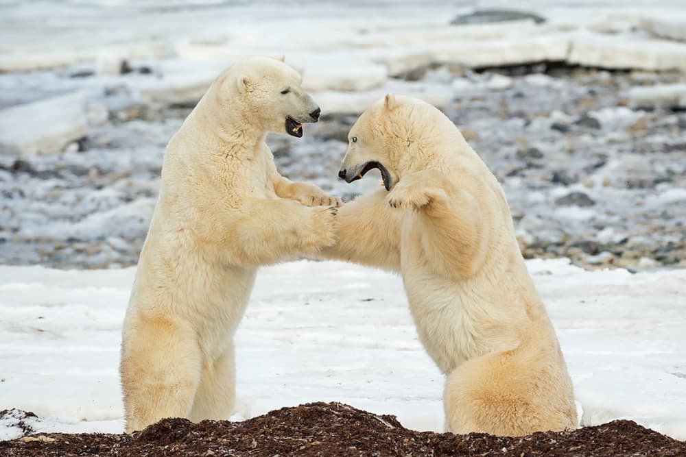 Polar Bears Sparring by Marco Pozzi — canvas wall art