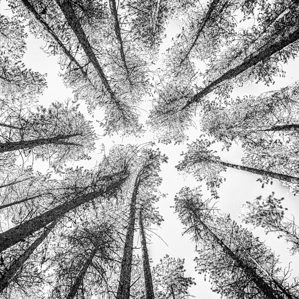 Towering Forest Sky by Rob Darby — canvas wall art