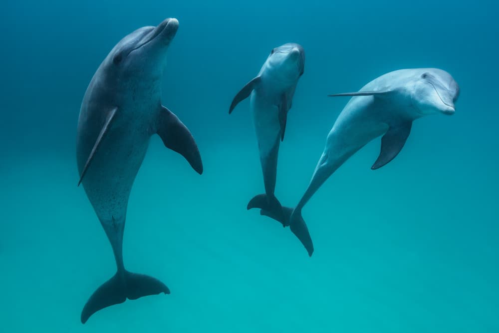 Three Dolphins Swimming by Barathieu Gabriel — canvas wall art