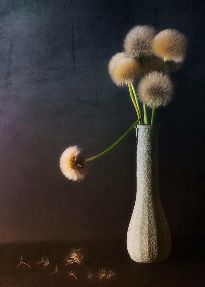 Delicate Dandelion Still Life by Antonio Grambone — canvas wall art